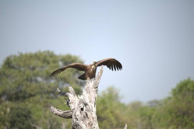 Ormandaki siyah bir kuşun yakın çekimi.