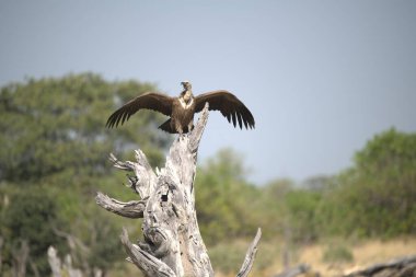 Gökyüzünde uçan kartal