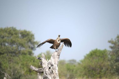 Vahşi doğada bir kuş