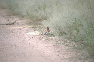 Kırmızı - sırt kıvrımlı - vomluo, Curacao familyasından bir kuş türü..
