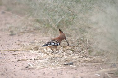 Doğadaki kuş, bitki örtüsü ve fauna