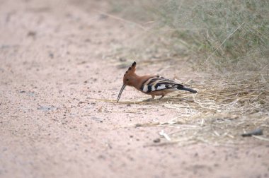 Hupoe, hoopoe (epupa epuepa )