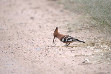 Kuş, doğa ve vahşi yaşam, hayvan