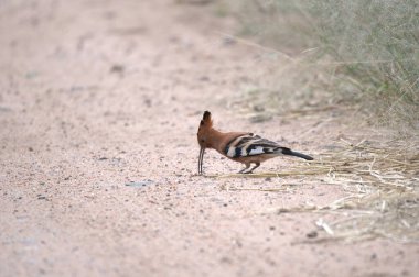Ormandaki küçük bir kuş.