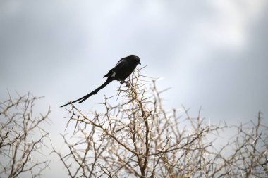 Ağaç dallarında oturan siyah karga