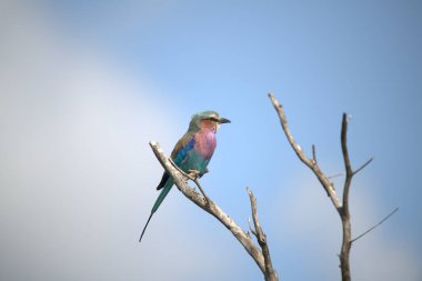 güzel kuş dalda oturan