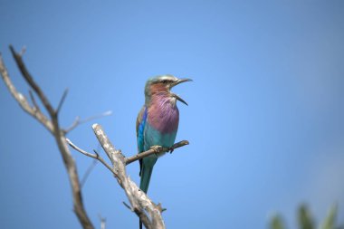 Bir mavi-yiyici gölün ortasındaki bir ağaç dalında oturur..