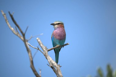 Mavi kuş (cyan merops ruacius ağaç dalına tüneyen)