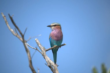 Daldaki güzel bir kuşun yakın plan fotoğrafı.