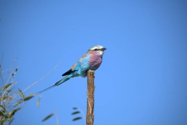 Parkta güzel mavi bir silindir.