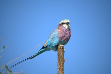 Mavi kanatlı paten, Santa Fe, Meksika Milli Parkı 'nda uçuyor..