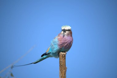 Mavi gagalı silindir, Kruger Park 'ta kuş, Güney Afrika