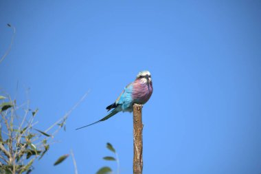 Mavi göğüslü roller (roller coracias rulus), Güney Afrika