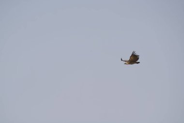 Gökyüzünde uçan bir kartal