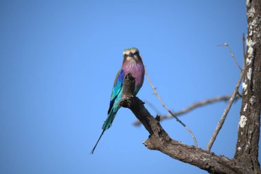 mavi - kuyruklu arı yiyici (merops apiaster) kruger parkındaki bir dalda
