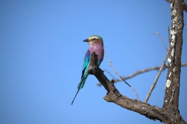 Afrikalı mavi kanatlı balıkçı Kruger parkında