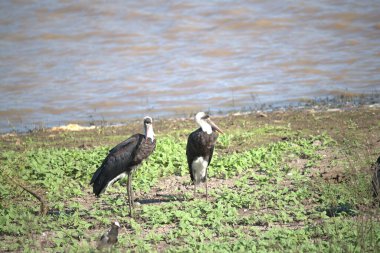 Siyah kanatlı balıkçıl vahşi doğada