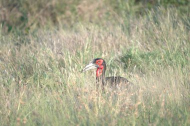 Otların arasındaki güzel bir kuş görüntüsü.