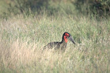 Siyah kuyruklu sülün, Phasianus Kolozus, çimlerin üzerinde.