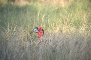 Çayırdaki kırmızı sülün.