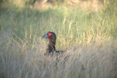 Otların arasında bir kuş