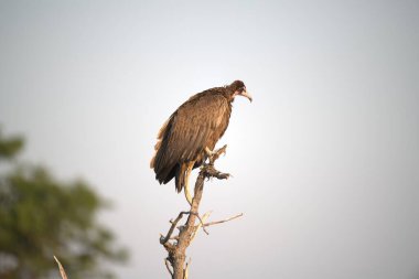 Bir daldaki Afrikalı kartalın yakın plan fotoğrafı.