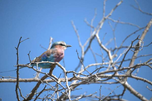 красивая птица в парке