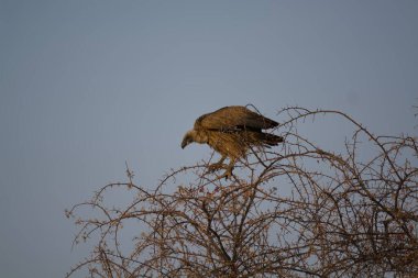 Vahşi doğada Altın Kartal