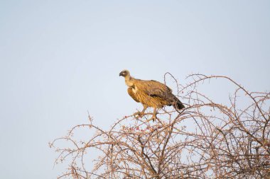 Ağaçtaki altın kartal