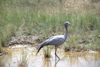 Gölde beyaz bir kuşun yakın çekimi.