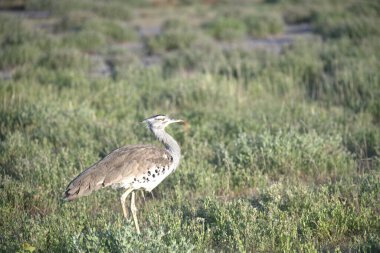 Otların arasında bir kuş