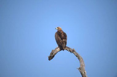 Ağaçtaki kartal kuşu, doğa faunası.