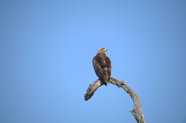 Doğadaki kartal kuşu