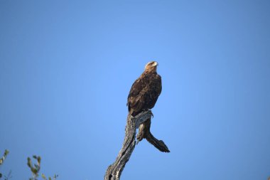 Kel kartal ormandaki