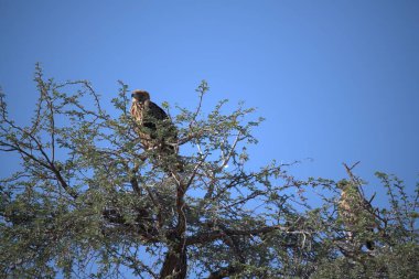 Afrika Kartalı (aaaecius mercusus), Güney Afrika. Ulusal rezerv, Kenya
