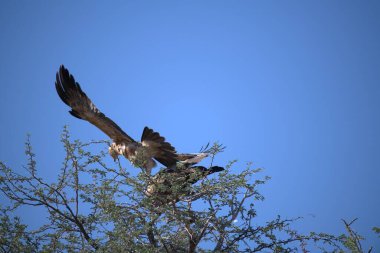 siyah uçurtma (vvus migrans )