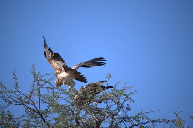 Kartal kuşu, bitki ve hayvan.