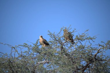 Afrika kartalı Güney Afrika 'daki Kruger Ulusal Parkı' nda..