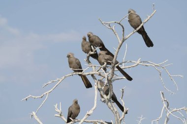 Parktaki bir grup kuş, doğa ve hayvan.