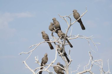 Bir grup güvercin ağaçta