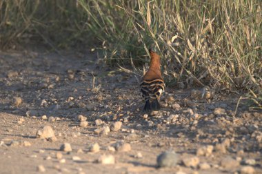 siyah - kuyruklu hupoe (epa pupops )