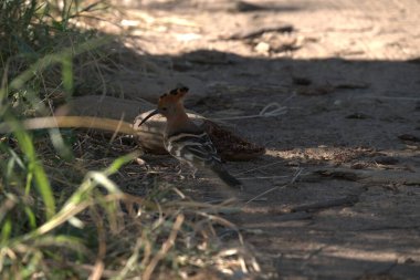 Parktaki güzel bir kuş görüntüsü.