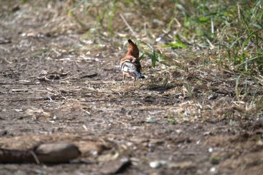 kırmızı - kanatlı hupoe, rupa pa, epa pa, Hindistan