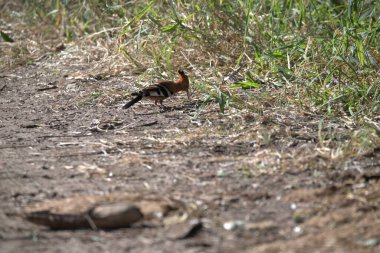 Kırmızı kuyruklu sülün (phasianus sichicus) erkek, erkek ve dişi kuş, çimenlerde yürürler. Doğa ve vahşi yaşam