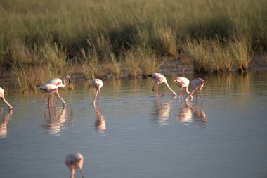Gölde pembe flamingolar
