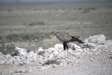 Kara Akbaba (amachcachus cachus) vahşi doğada, etosha parkında, namibya, Afrika