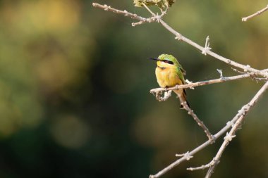 Sarı - göğüslü patenci (döngüler hükmeder), Güney Afrika ulusal parkında bir çalılığın dalında, Kenya