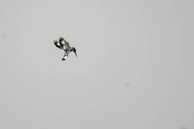 Siyah başlı uçurtma (ridibunus rididus) bulutlu bir günde, Hollanda 'da, Avrupa.