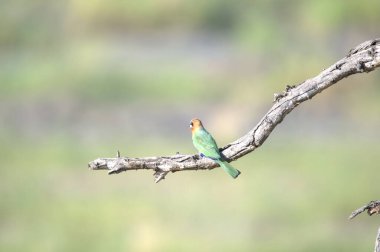 Bir erkek arı yiyici (merops apiaster) ormanın bir dalına tünemiş.