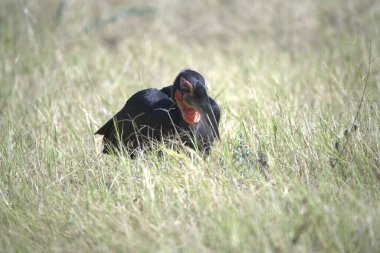Çimlerde siyah kuş
